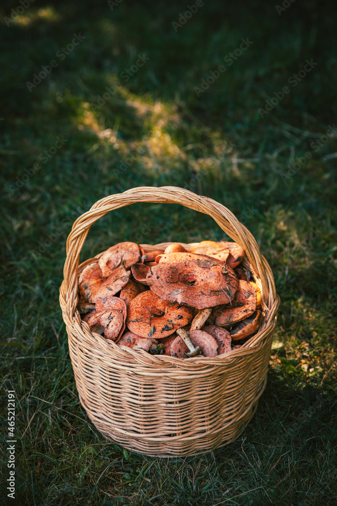 Freshly picked mushrooms in basket on grass Freshly picked mushrooms in basket on grass