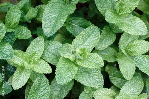 background of leaves, mint plants, fresh mint or bergamonta, peppermint