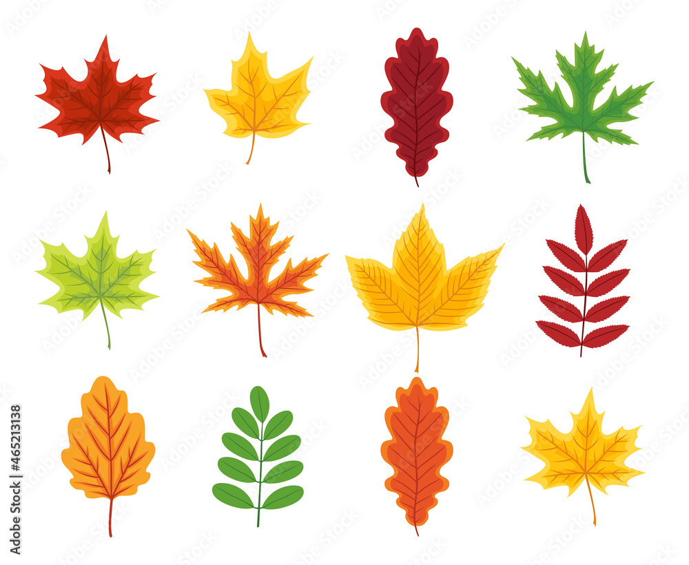 Autumn leaf. Set of autumn leaves of maple, oak, beech, birch andchestnut. Yellow, orange, red, green and brown color of leaves. Foliage from tree isolated on white background. Icon of forest. Vector Autumn leaf. Set of autumn leaves of maple, oak, beech, birch andchestnut. Yellow, orange, red, green and brown color of leaves. Foliage from tree isolated on white background. Icon of forest. Vector