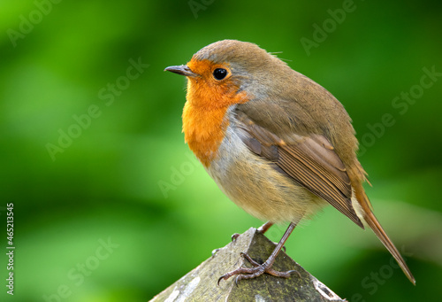 robin on a post