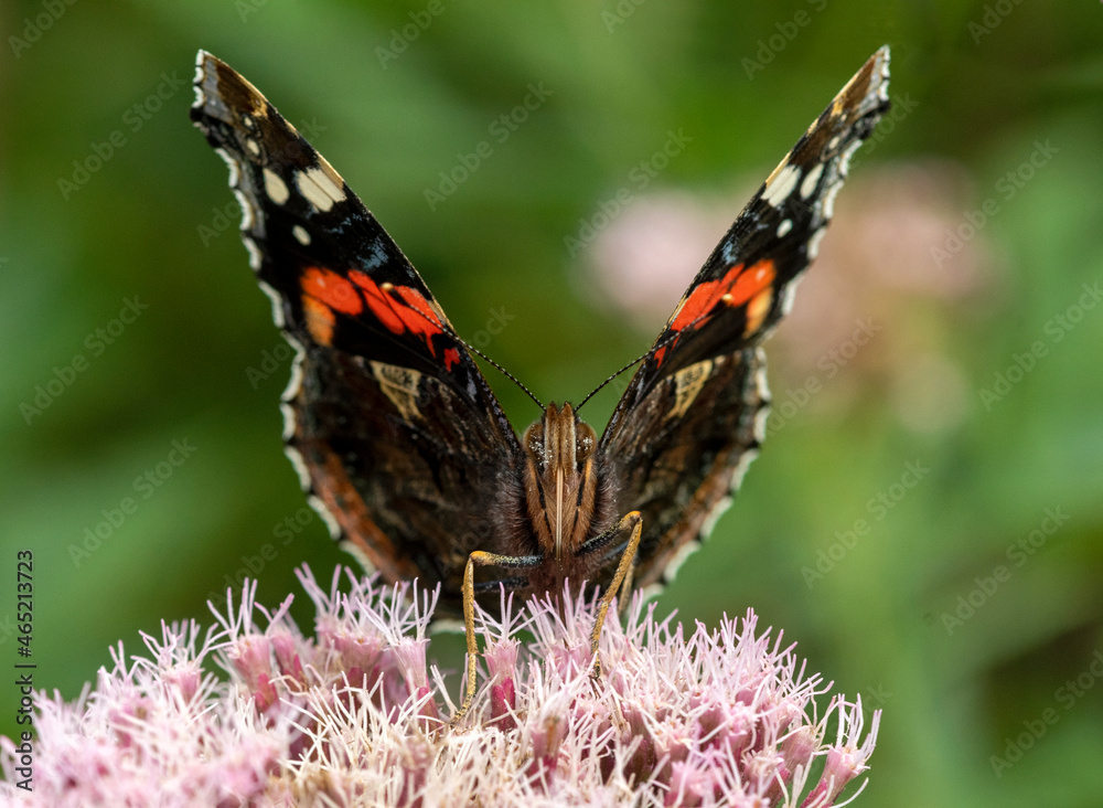 Red Admiral butterfly on flower