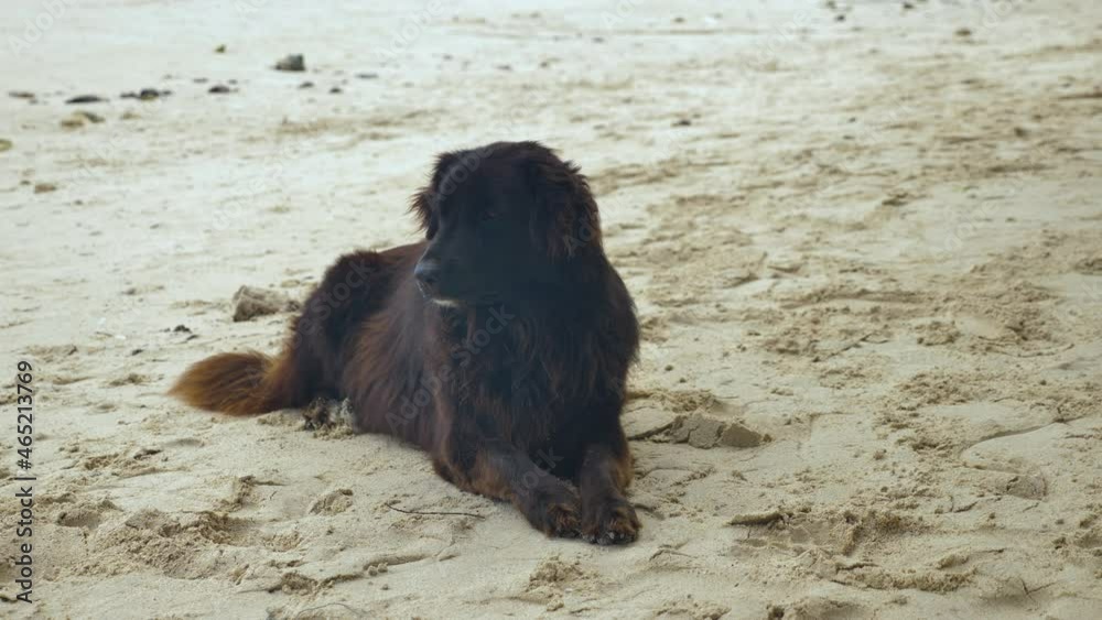 A Labrador Mix lying on a sandy beach looking around. View from the sea coast. A Labrador Mix lying on a sandy beach looking around. View from the sea coast.