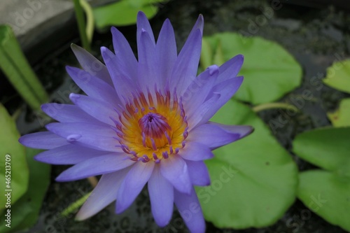 lotus flower in the pond