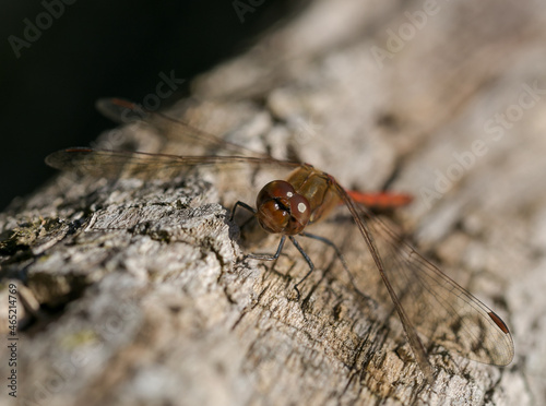 red dragonfly on decay wood