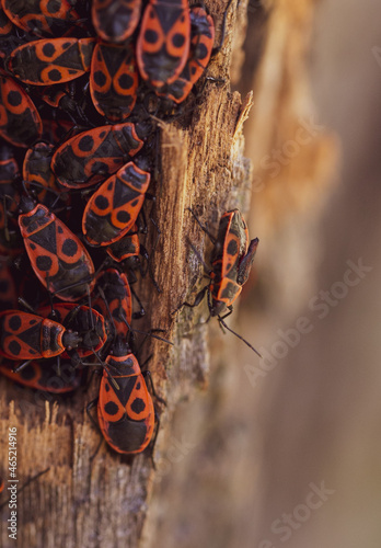 Firebugs in a group hiding in tree in autumn hibernation