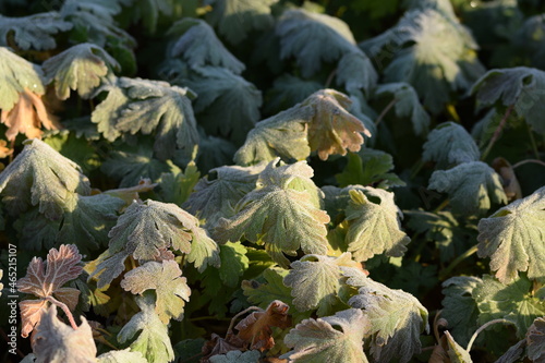 Hoarfrosted geranium leaves, autumn garden background.