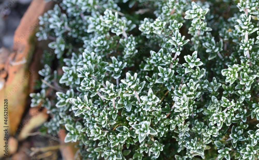 Thymus vulgaris hoarfrosted green shrub in garden, thyme plant frosted herb. Thymus vulgaris hoarfrosted green shrub in garden, thyme plant frosted herb.