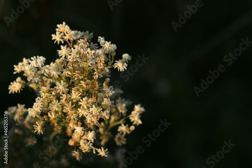 Fleabane hoarfrosted flowers on dark background, autumn garden background with space for text.