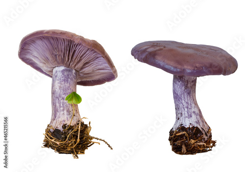 Photos forest mushroom ryadovka purple on a white background isolated, closeup