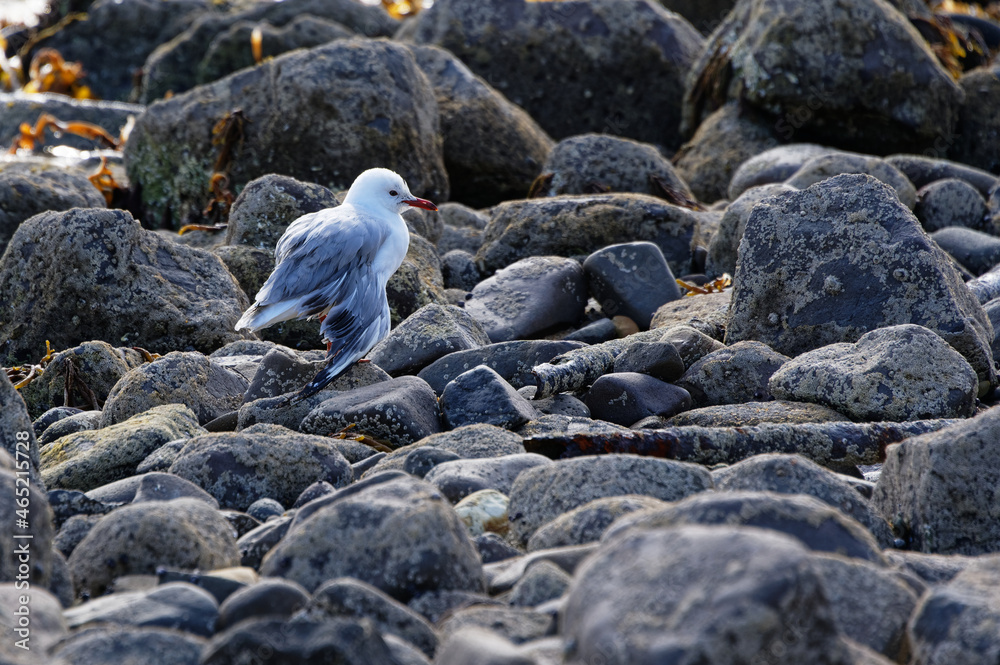 Fototapeta premium An injured seagull is dragging its broken wing
