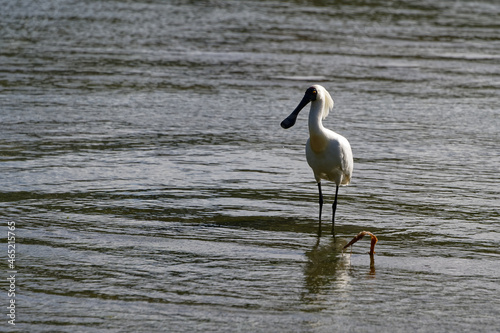 A royal spoonbill sands side on to the photographer © Anne