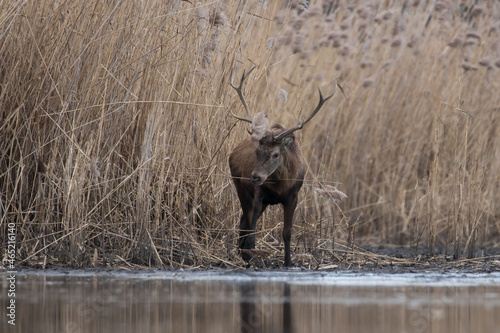 Beautiful male red deer with nice antlers in his natural environment  Cervus elaphus  large animal in the wild  nature reserve  beautiful bull and its antlers