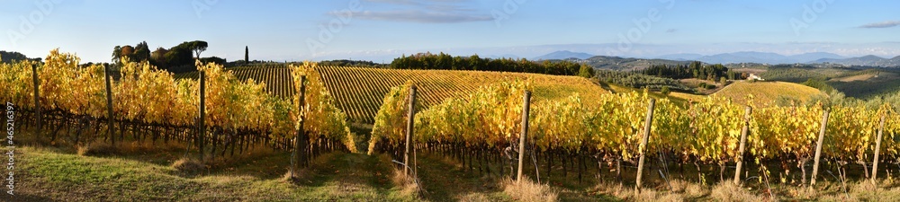After the harvest period, the Chianti vineyards turn yellow in autumn. Panoramic view of beautiful rows of vineyards and blue sky in the Chianti area near San Casciano in Val di Pesa. Italy