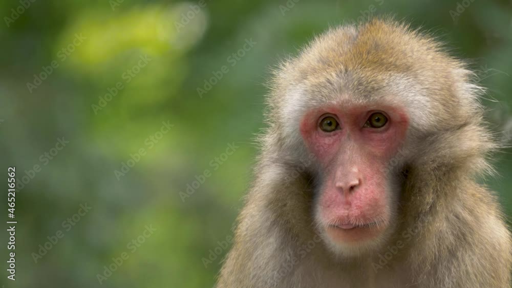 Close-up shot of a Japanese Macaque (Macaca fuscata) looking around in slow-motion. Close-up shot of a Japanese Macaque (Macaca fuscata) looking around in slow-motion.