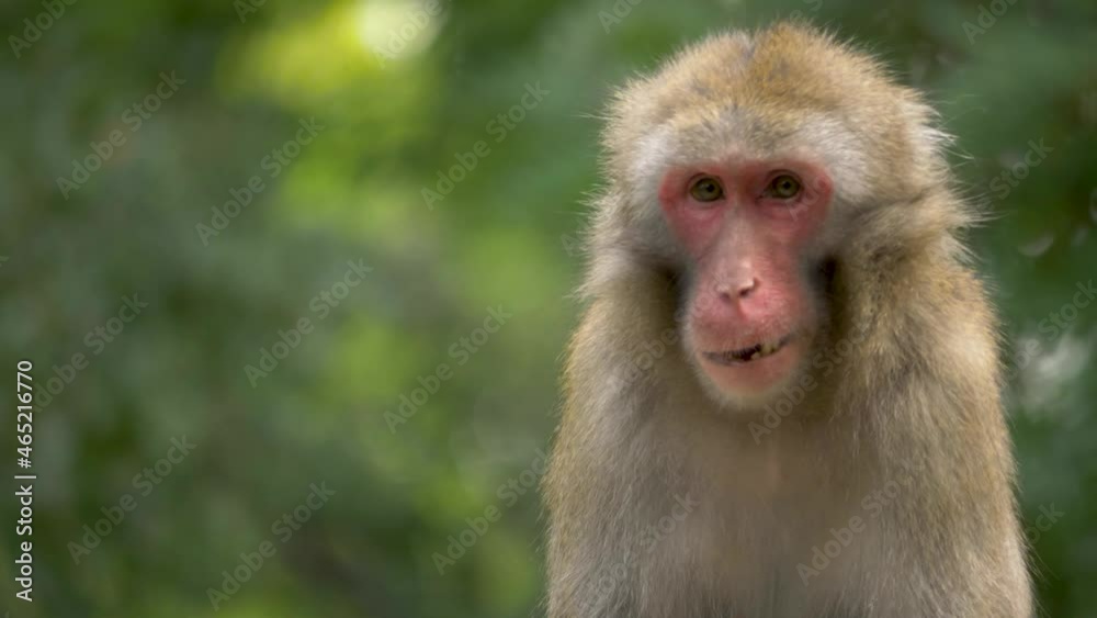 Close-up portrait shot of a Japanese Macaque (Macaca fuscata) with beautiful forest background. Close-up portrait shot of a Japanese Macaque (Macaca fuscata) with beautiful forest background.