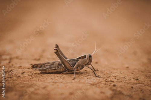 Fotografie Closeup of the locust on the ground.
