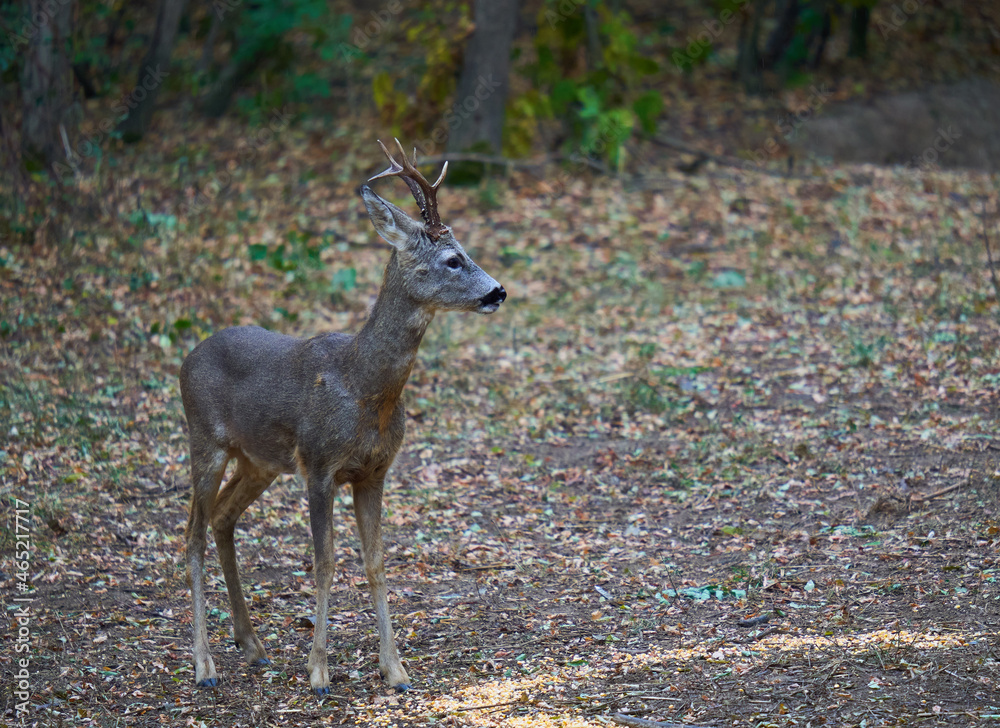 Fototapeta premium Roebuck in the forest