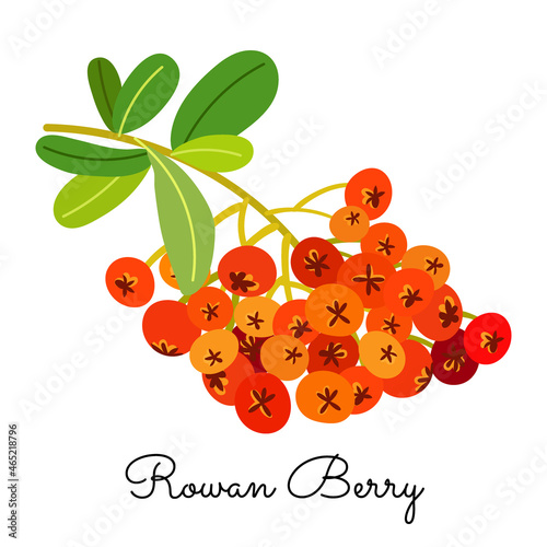 Rowan berry Isolated on white background. Flat vector style