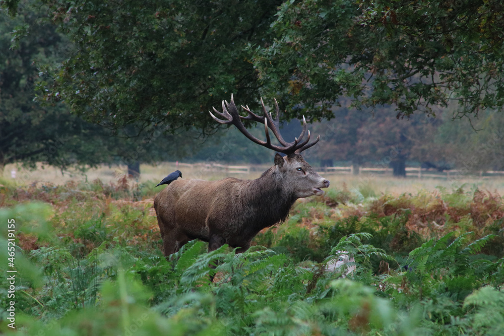 Single stag in woodland setting with bird on its back