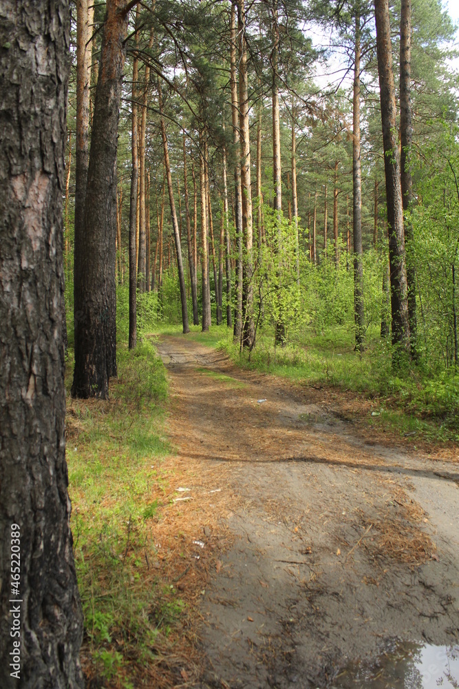 Fototapeta premium path in the woods