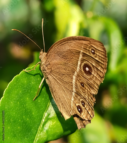 butterfly on leaf