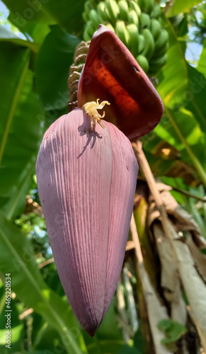 fruit on leaf