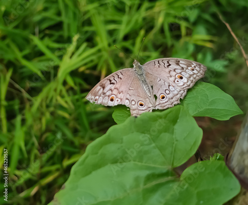 butterfly on leaf