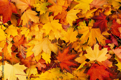 Beautiful colorful maple leaves. Autumn background.