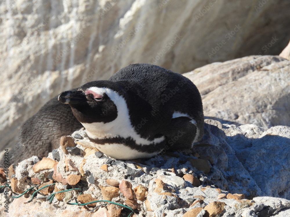 Fototapeta premium Bettys Bay penguins and flowers 
