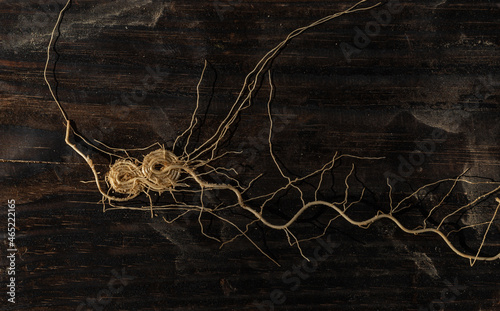 Obraz na plátně The root of the plant is on a burnt wood board