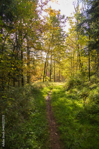 Path in the forest in the Fall © Martina