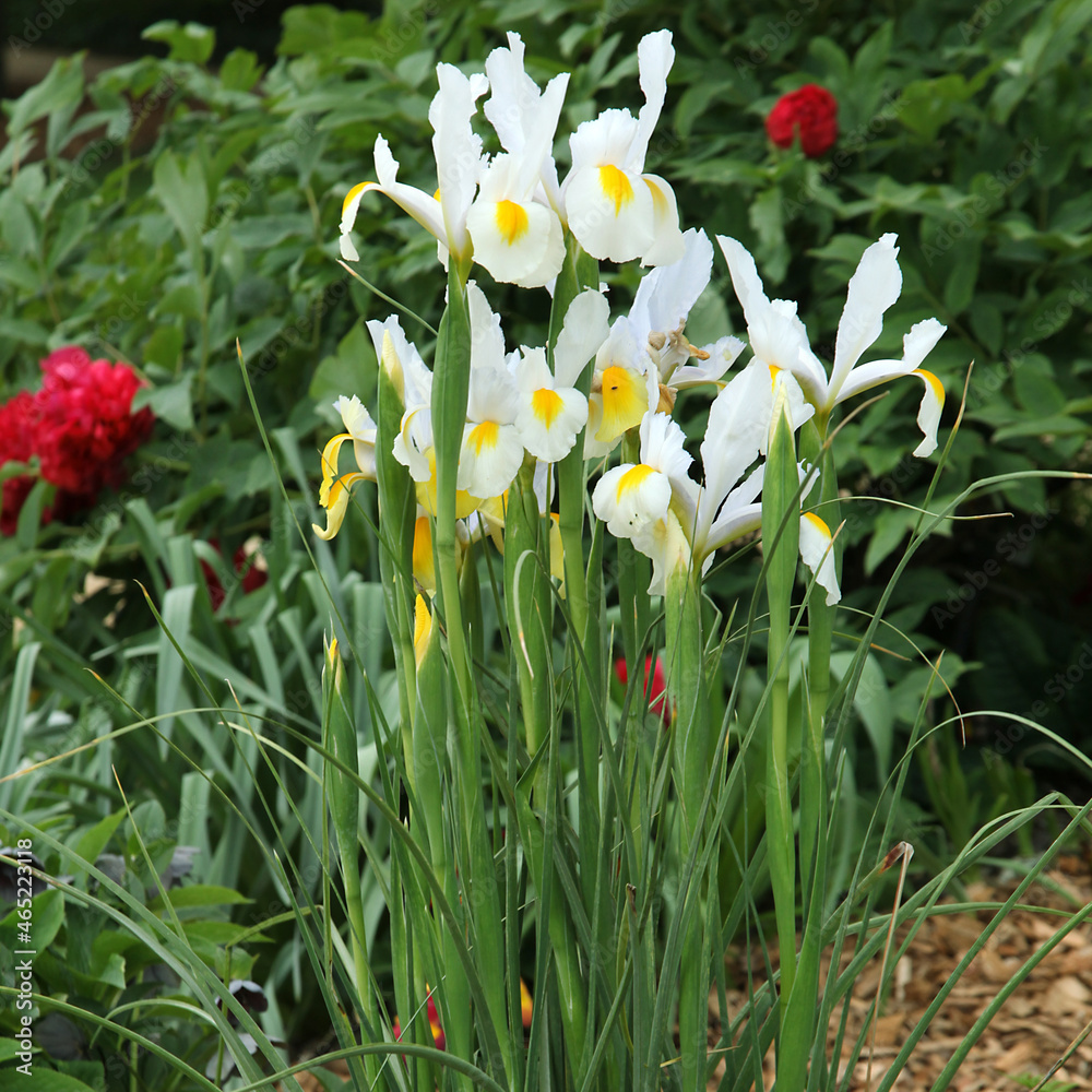 Iris de Hollande blanc et jaune