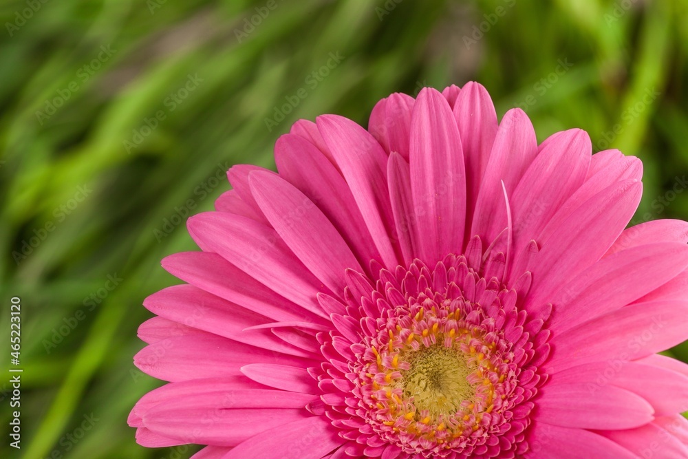 Obraz premium Pink Gerbera Daisy