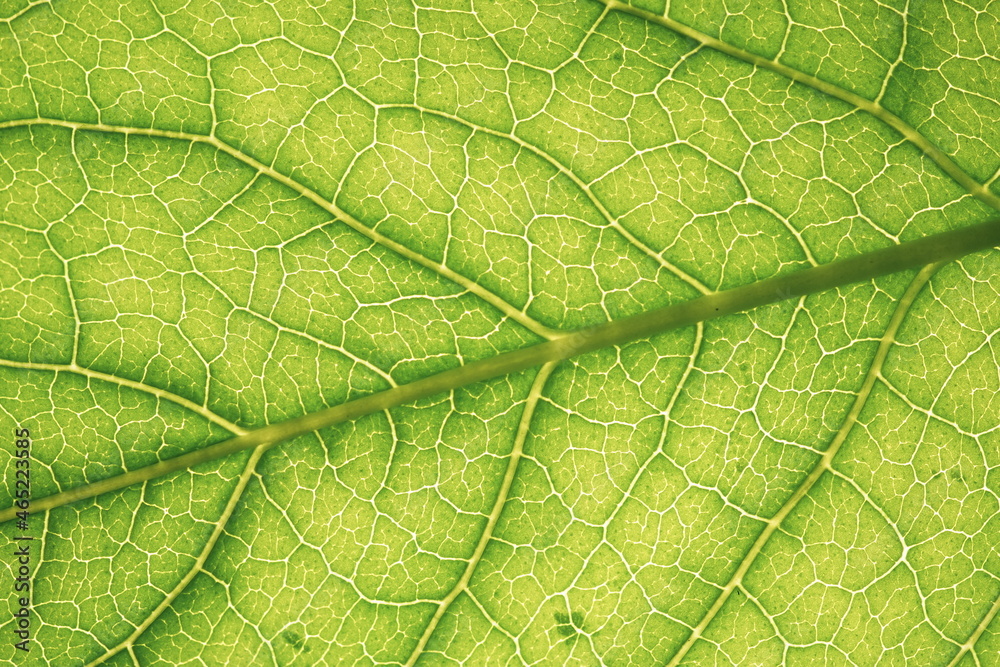 Organic ecology pattern. Macro leaf background Organic ecology pattern. Macro leaf background