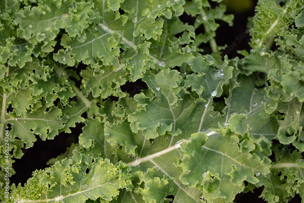 Curly Kale. Leaf cabbage in the garden after rain. Gardening joy Curly Kale. Leaf cabbage in the garden after rain. Gardening joy