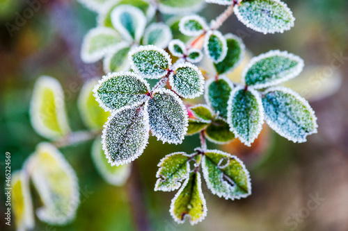 Dog rose leaves covered in frost photo