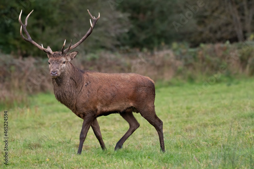 Red Deer Stag - Killarney - Ireland © Darren