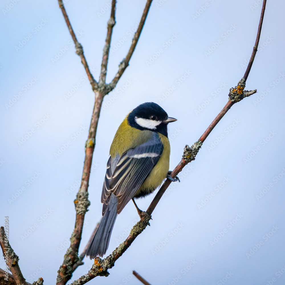 Fototapeta premium Bird titmouse close-up on a tree branch. bird watching
