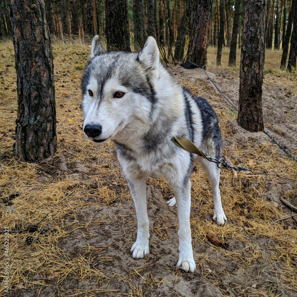 Husky dog in a pine forest on a leash