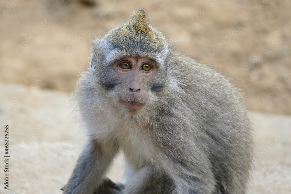 Long tailed macaque monkey, Bali, Indonesia