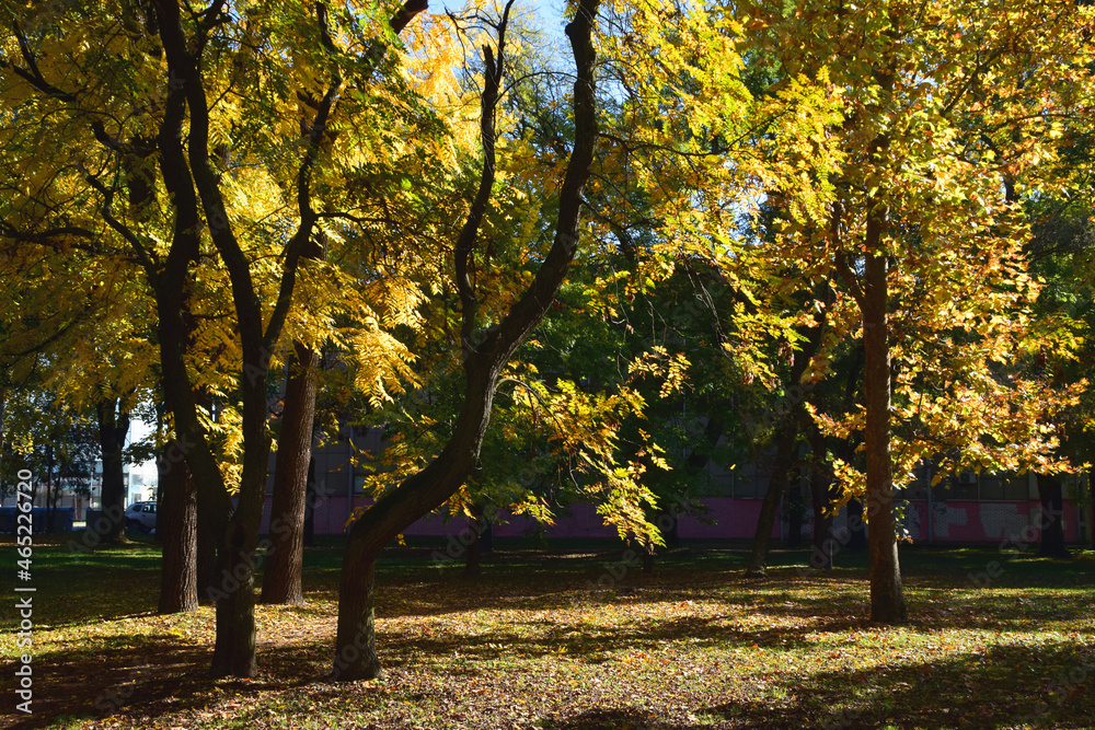 Autumn in Karadjordjev Park Zrenjanin Serbia Autumn in Karadjordjev Park Zrenjanin Serbia