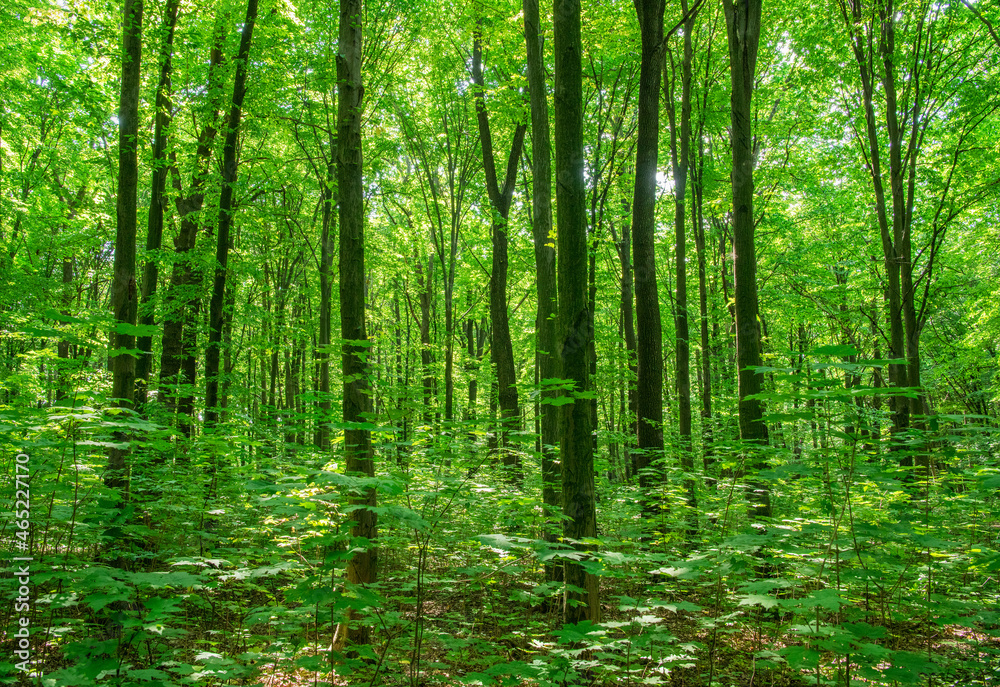 Sunlight in the green forest, spring time