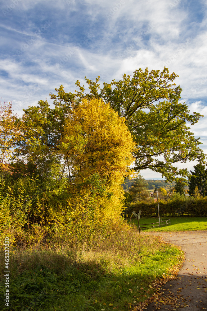 Fototapeta premium Tall trees with yellow fall foliage with blue sky background