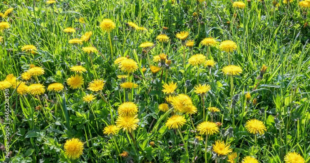 Yellow Dandelion flowers blooming in fresh green meadow spring Time lapse 4K