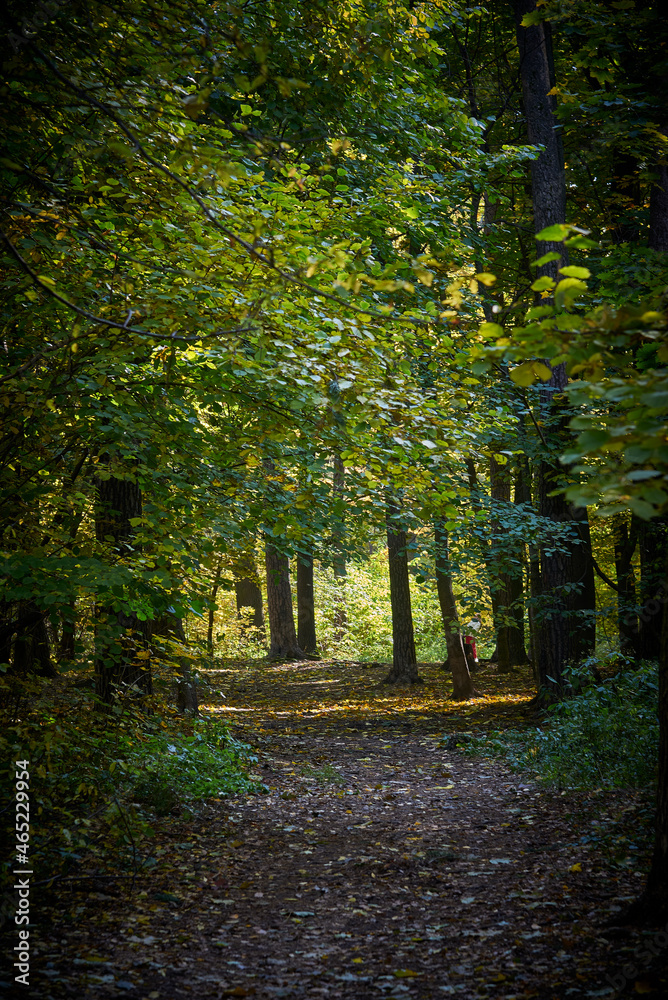 Obraz premium The road in the autumn forest