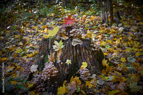 Stump overgrown with mushrooms in autumn