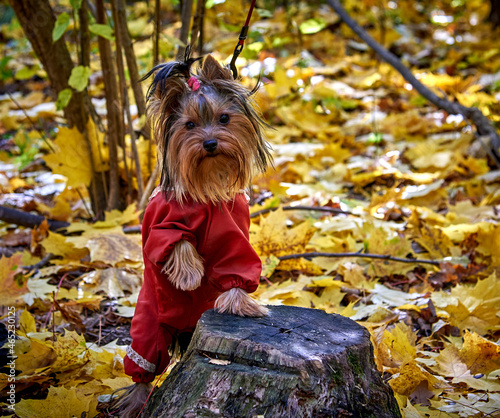 Yorkshire terrier on autumn leaves