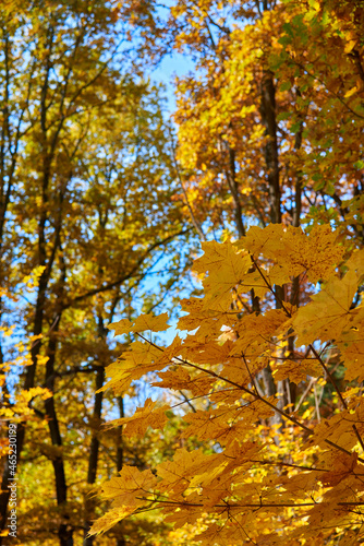 Yellow leaves against blue sky