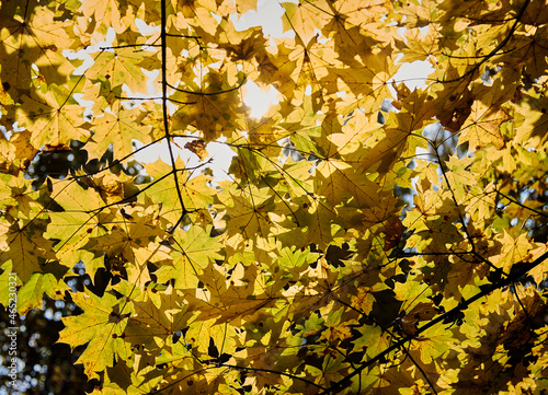 Yellow leaves against blue sky