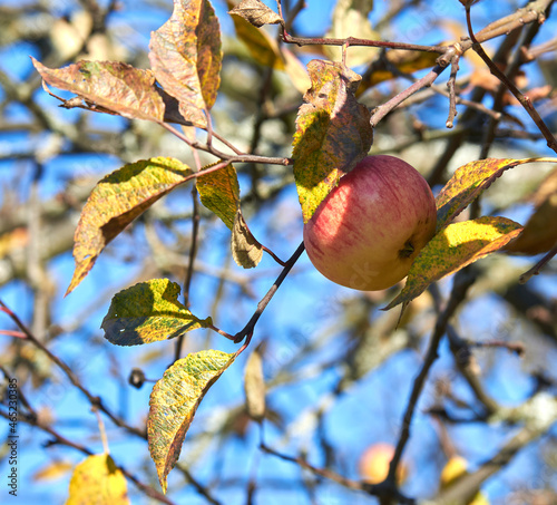 Apple in autumn against a blue sky